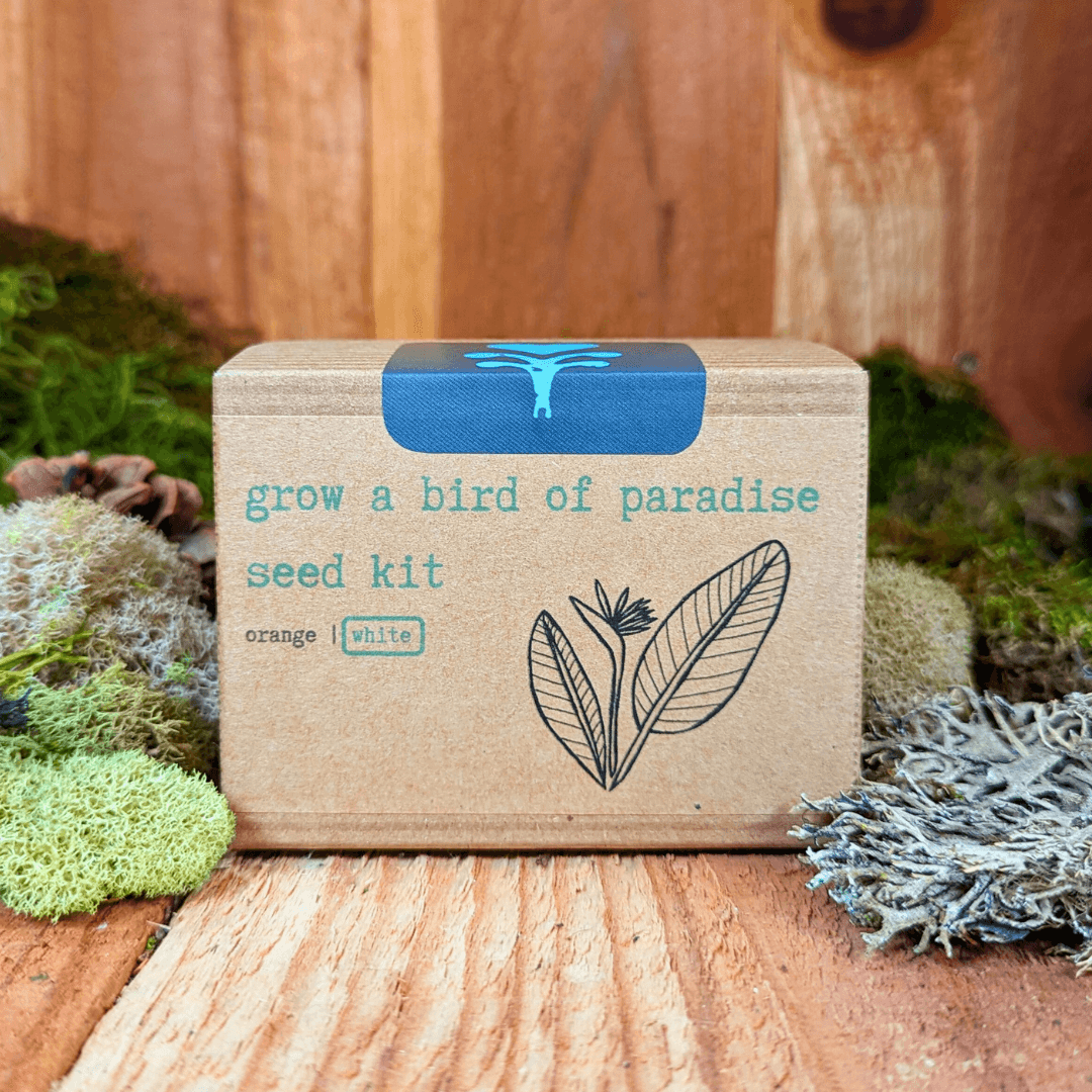 Bird of paradise seed kit front box with bird illustration and orange/white options