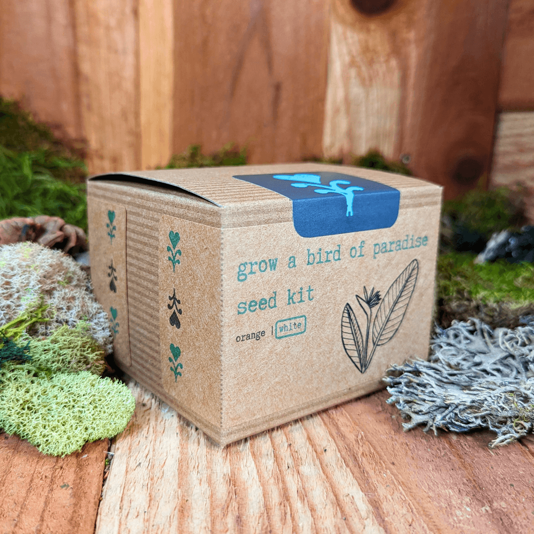 Bird of paradise seed kit box angled side view with blue top label and graphics