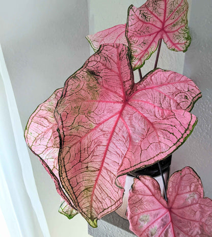 Caladium Mix Bulbs