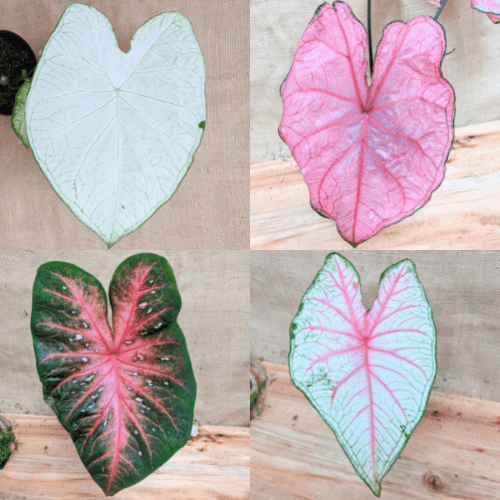 Caladium Mix Bulbs