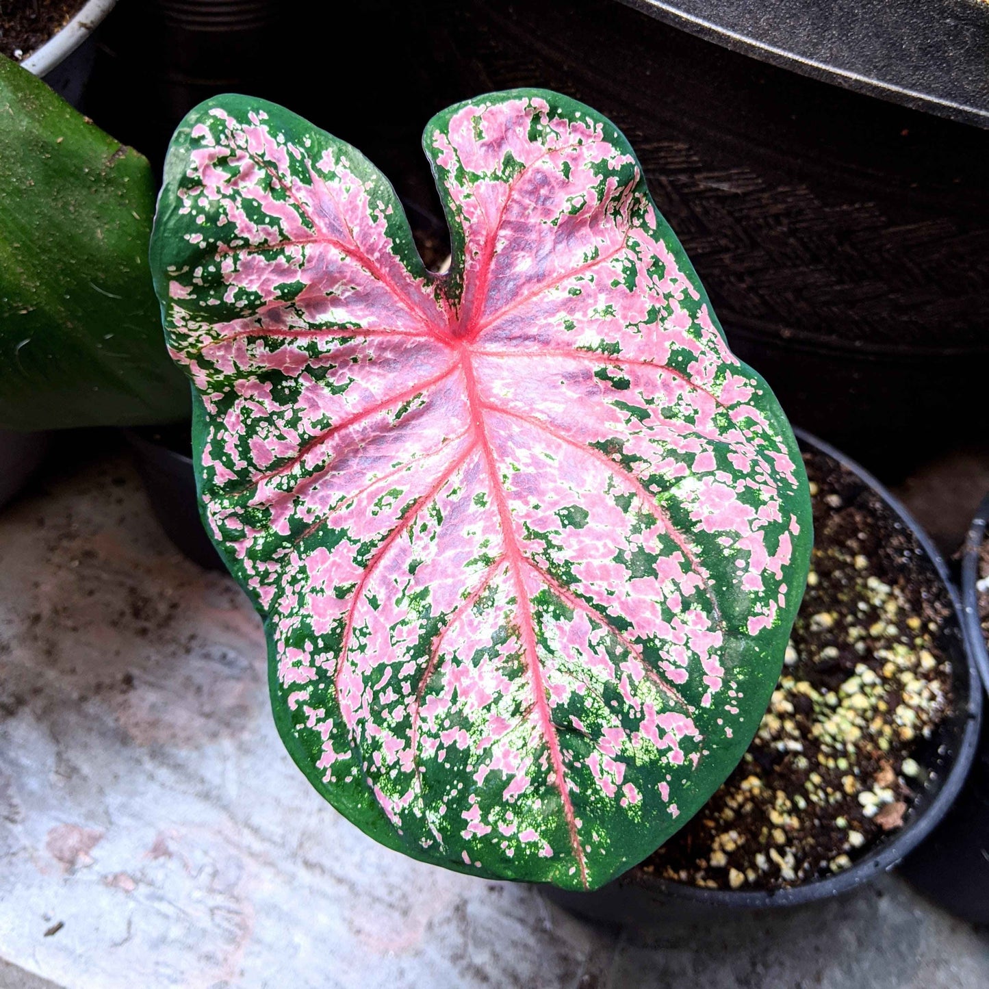Caladium Mix Bulbs