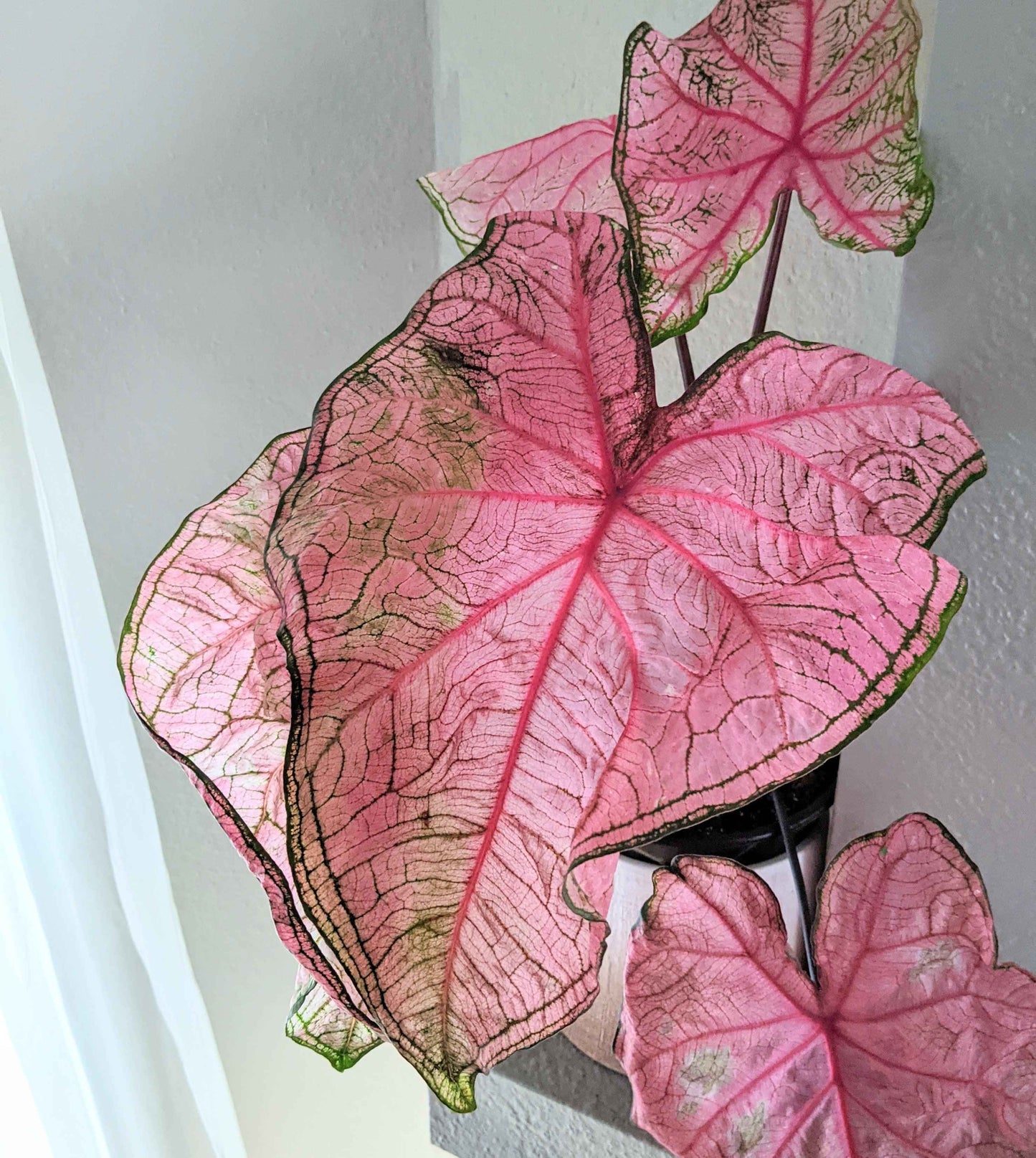 Caladium Mix Bulbs