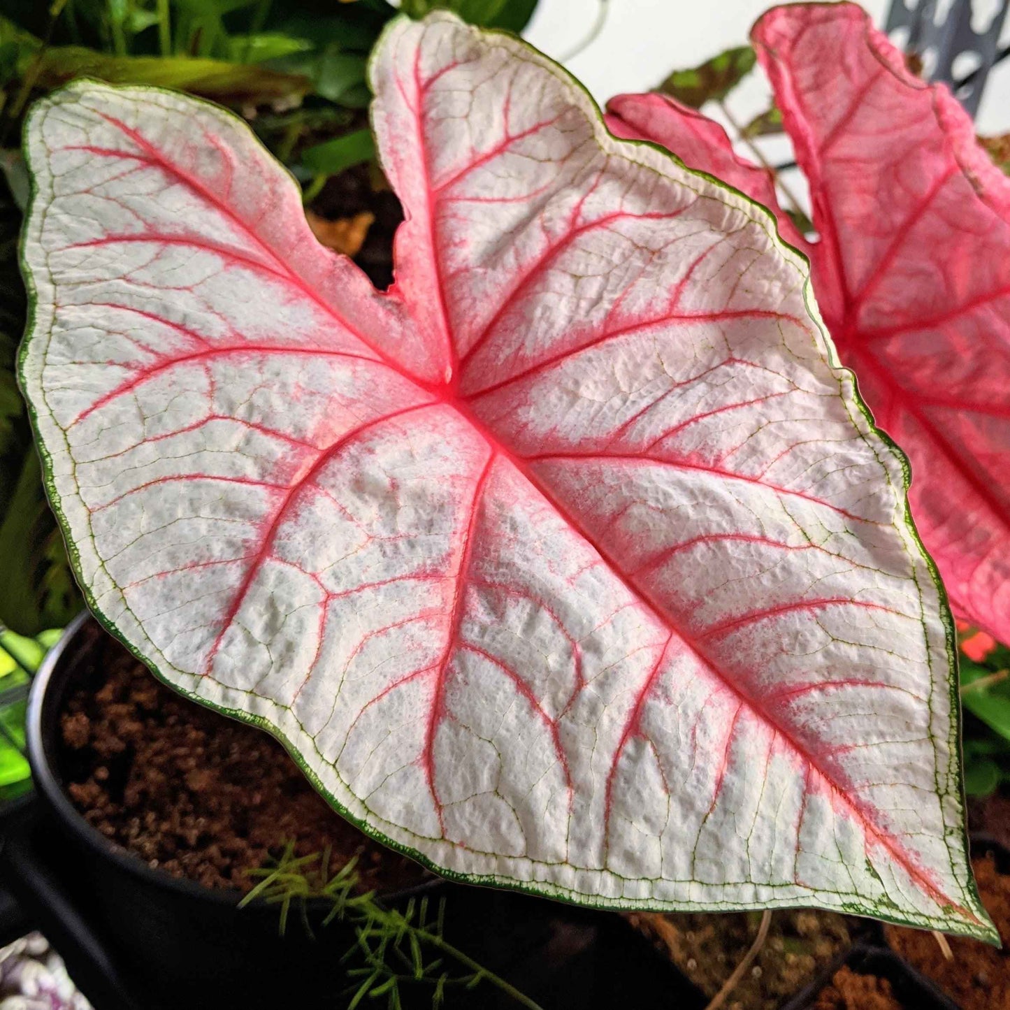 Caladium Mix Bulbs