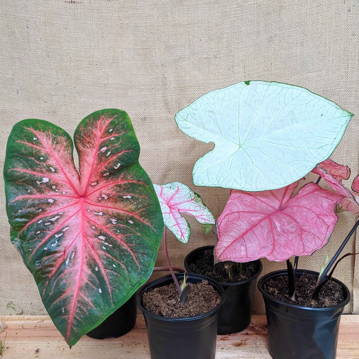 Caladium Mix Bulbs