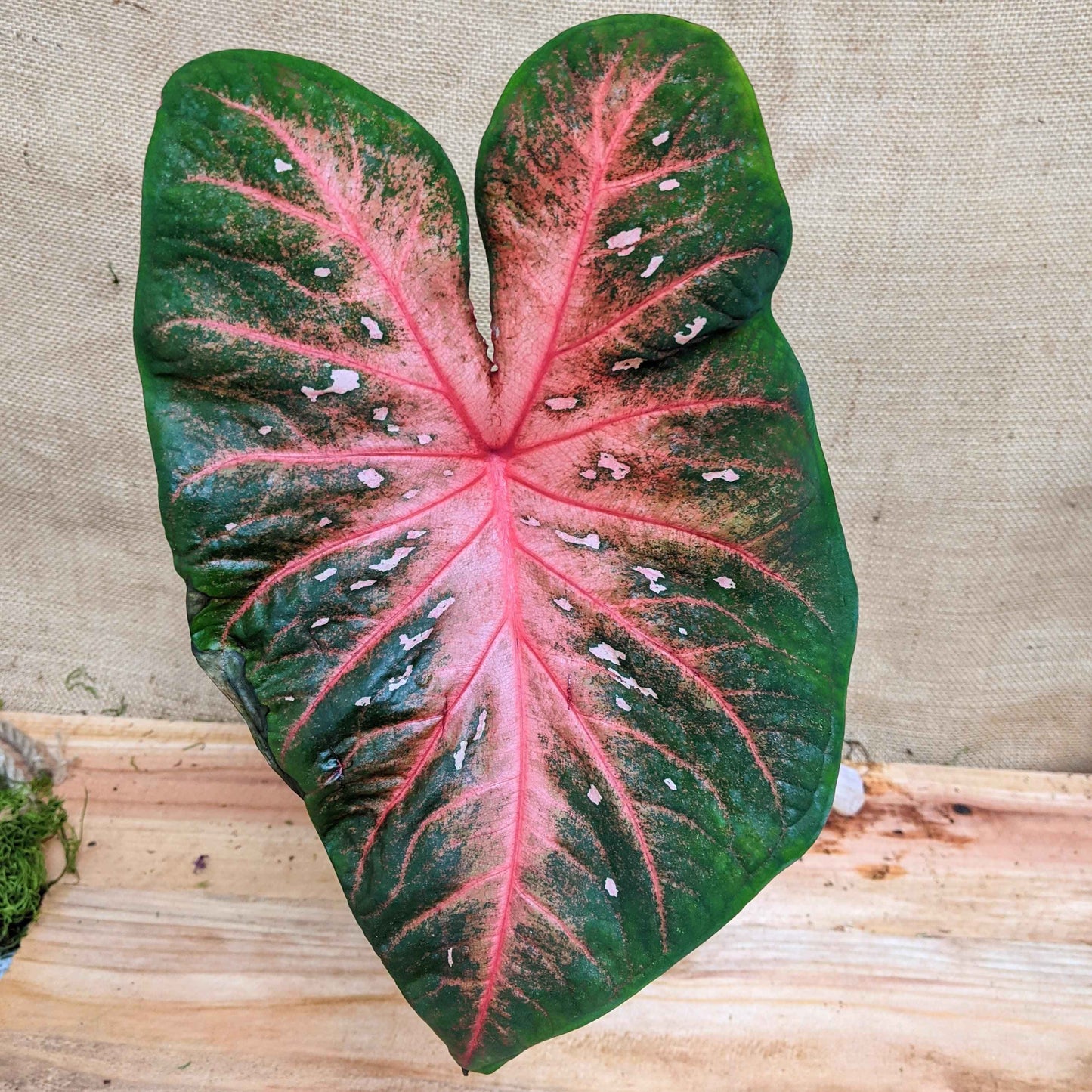 Caladium Mix Bulbs