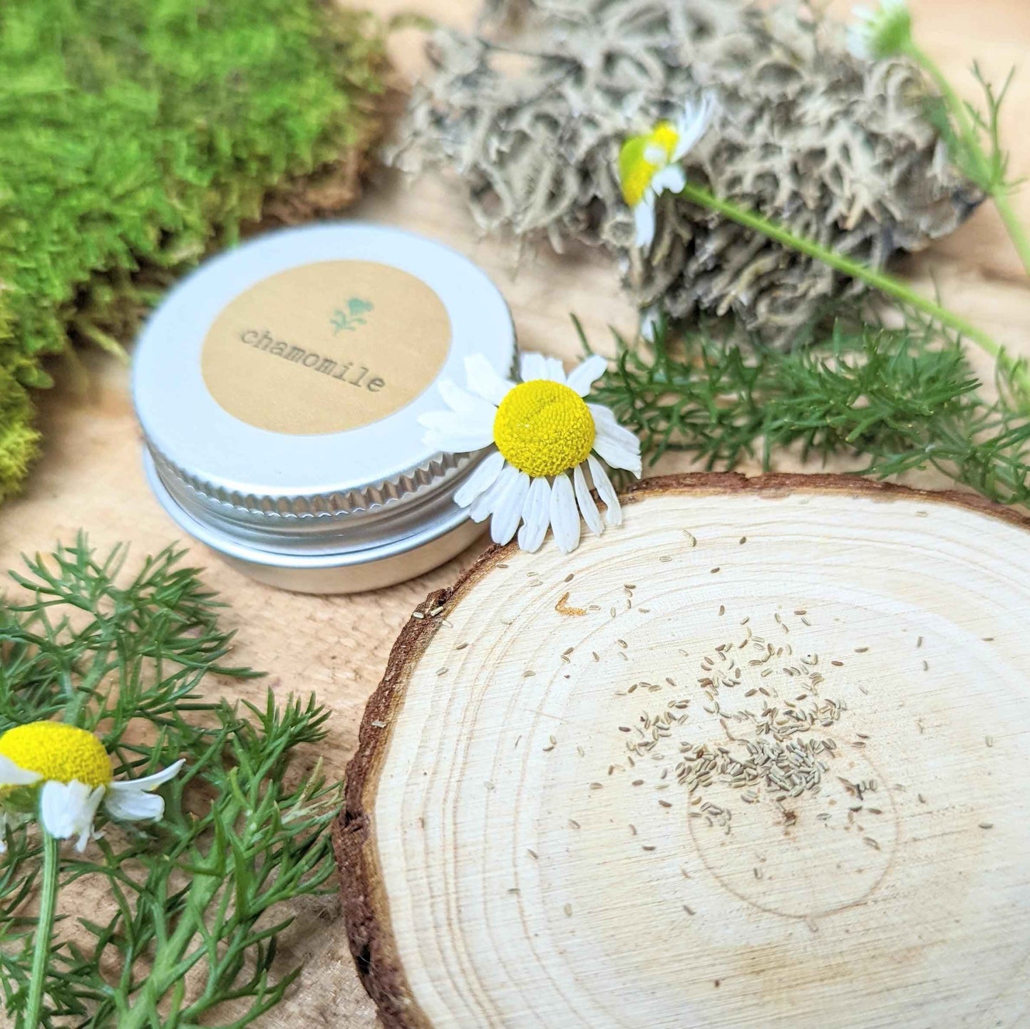 Chamomile Seeds tin with scattered seeds on wooden slice