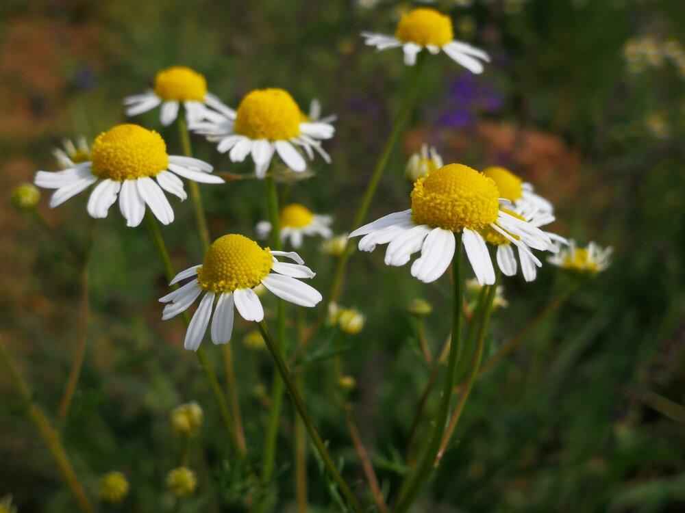 Chamomile flowers with yellow centers and white petals
