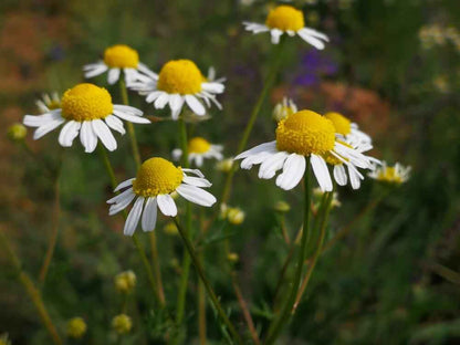 Chamomile flowers with yellow centers and white petals