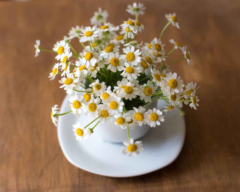 Chamomile daisy bouquet in white bowl