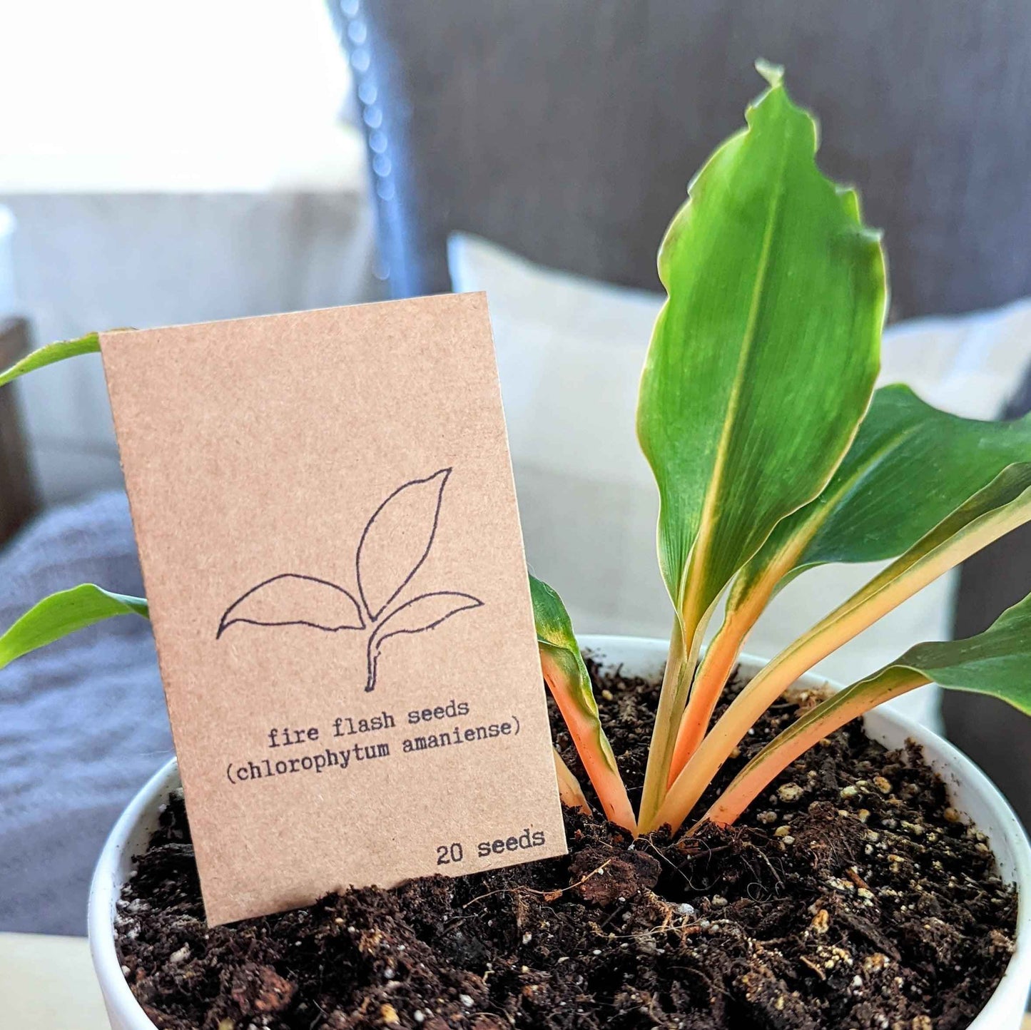 Chlorophytum Fire Flash seeds in seed packet with green plant leaves