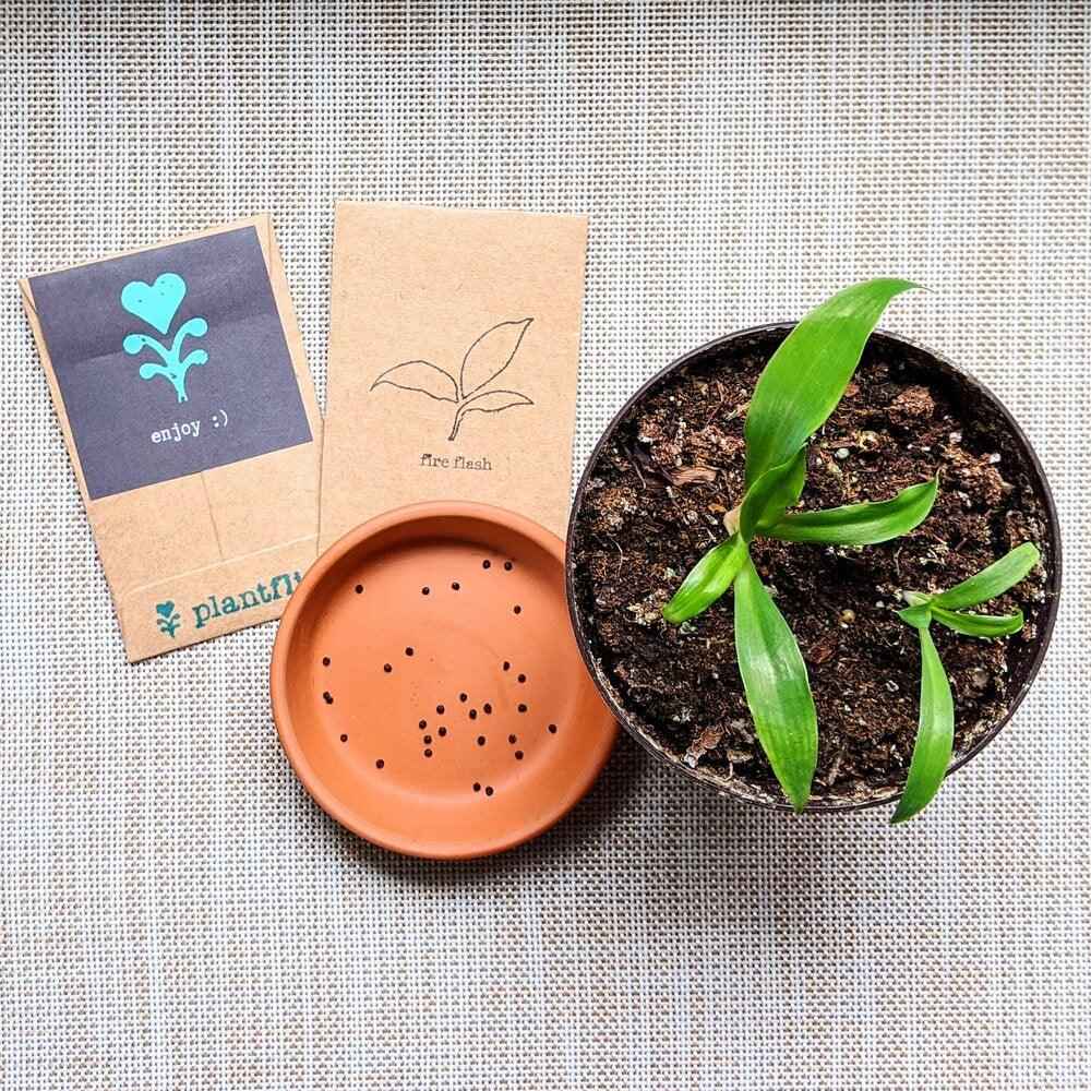 Plantflix 'Fire Flash' Chlorophytum Samenpackung und Keimling im Topf