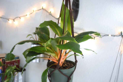 Chlorophytum 'Fire Flash' Pflanze in einem Topf mit mehreren grünen Blättern