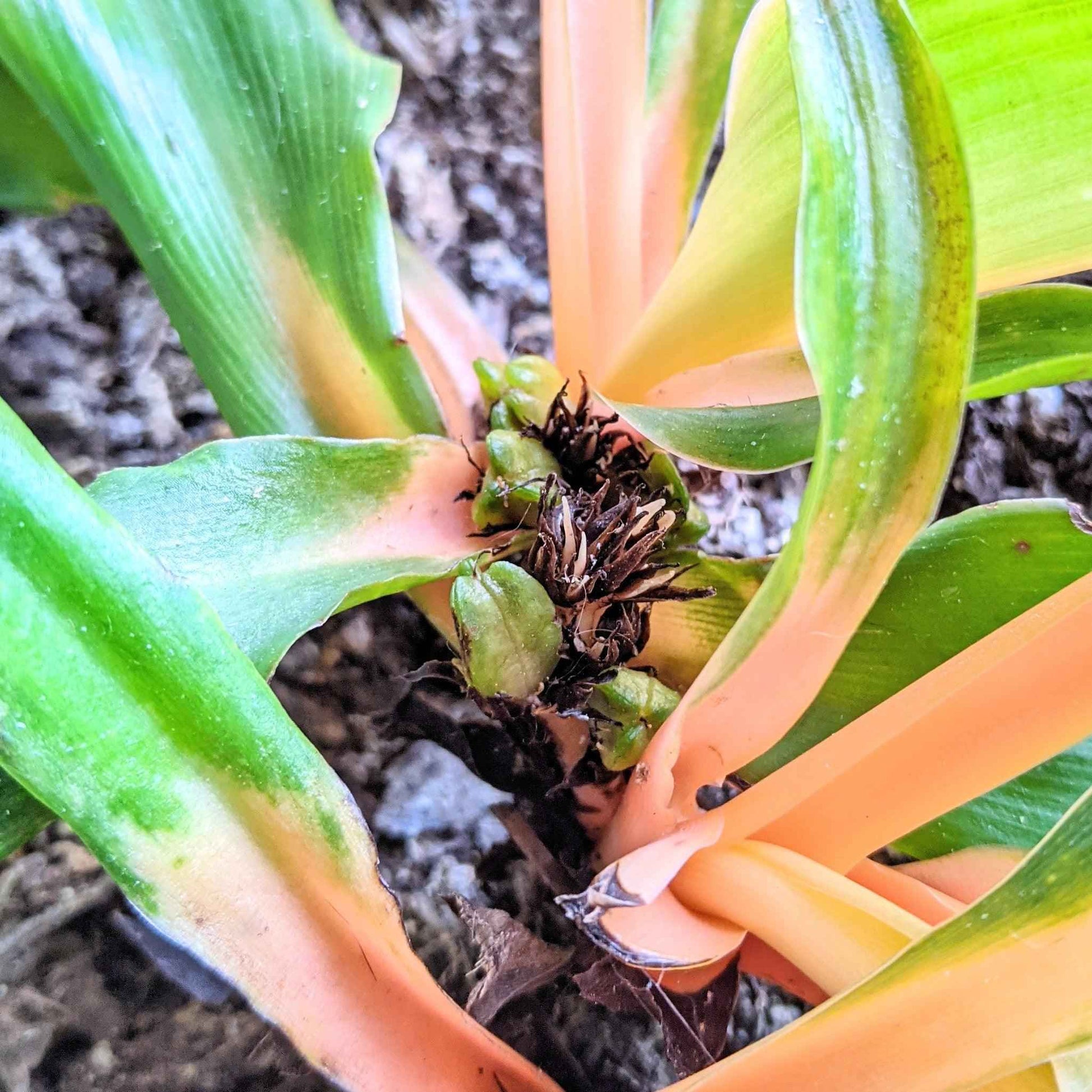 Chlorophytum 'Fire Flash' Jungpflanze: Blattrosette mit hellen Stielen und grünen Blättern