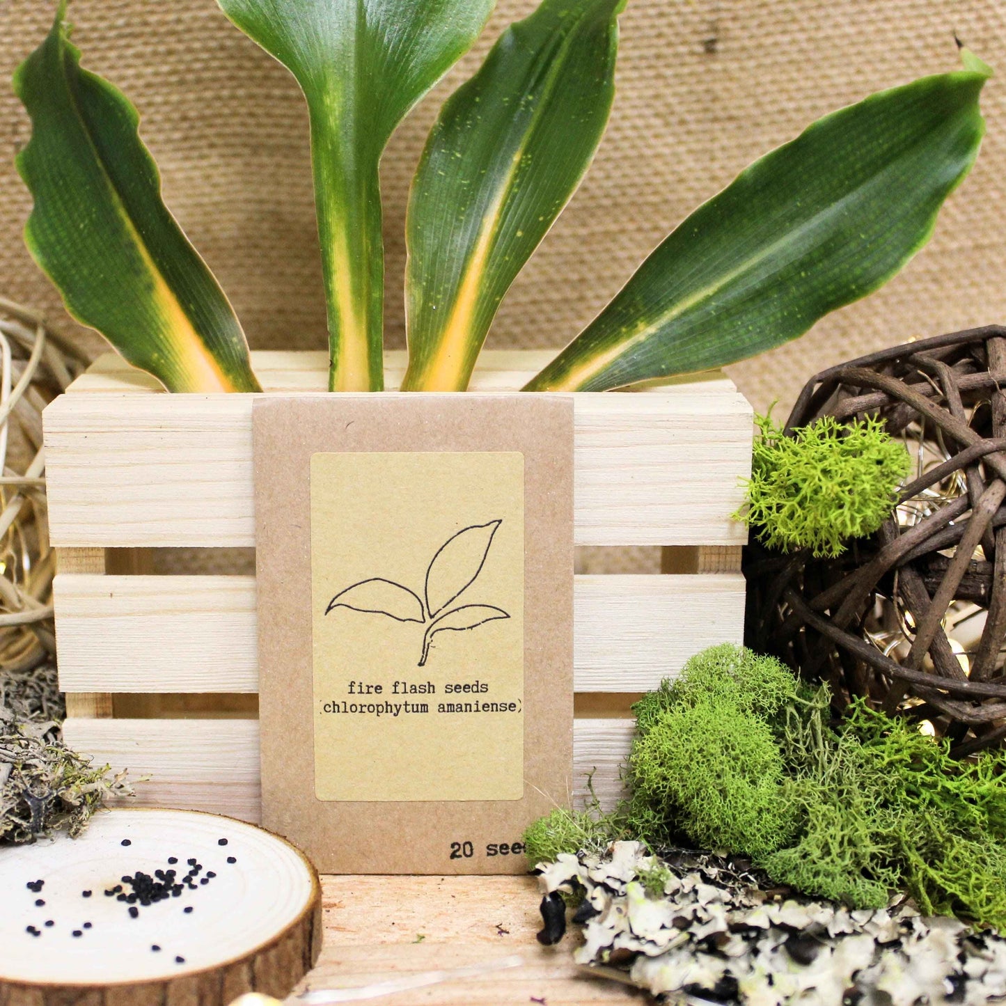 Fire Flash seeds packet with black seeds and young Chlorophytum leaves