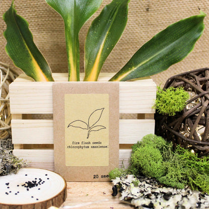 Fire Flash seeds packet with black seeds and young Chlorophytum leaves