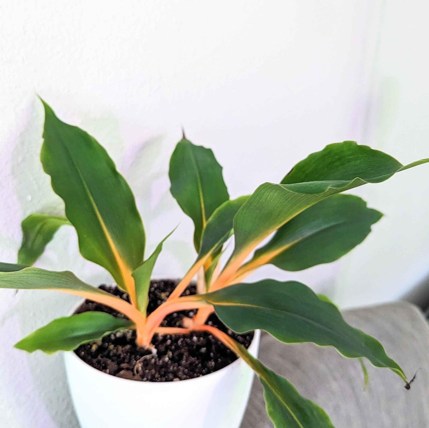 Fire Flash Chlorophytum seedling with green leaves and orange stems in pot