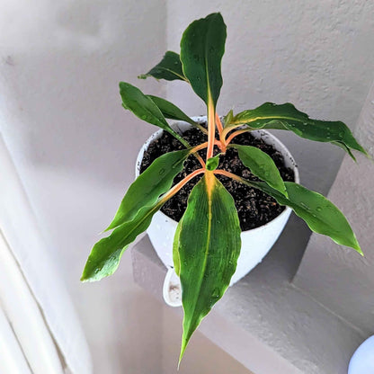 Fire Flash Chlorophytum seedling in white pot, green leaves and orange base