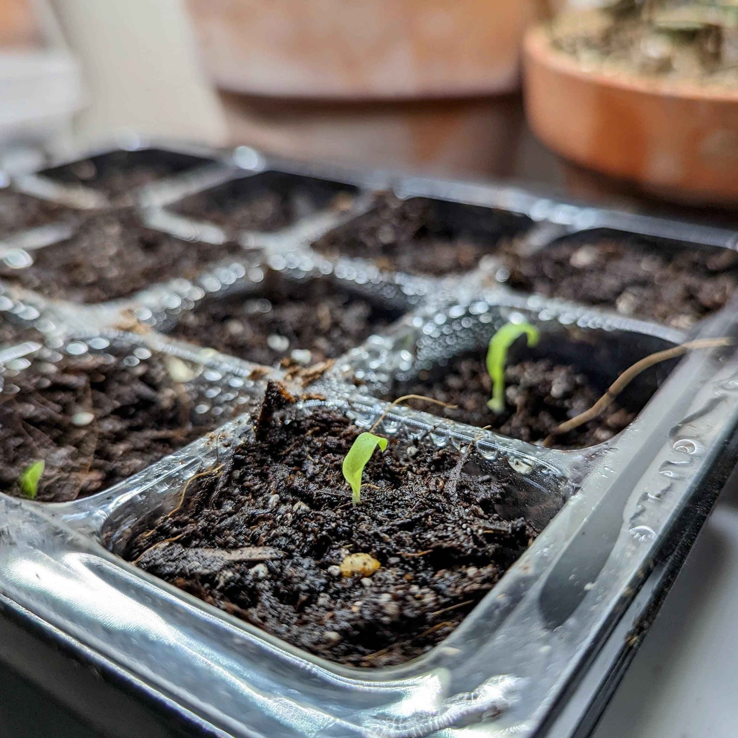 Fire Flash seedling sprouts emerging from dark soil in plastic tray
