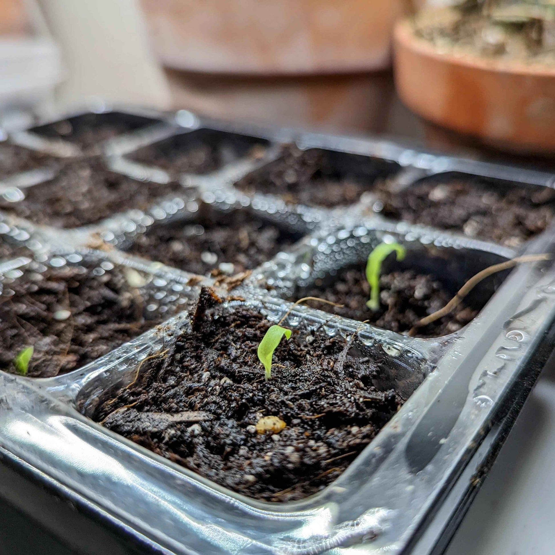 Fire Flash seedling sprouts emerging from dark soil in plastic tray