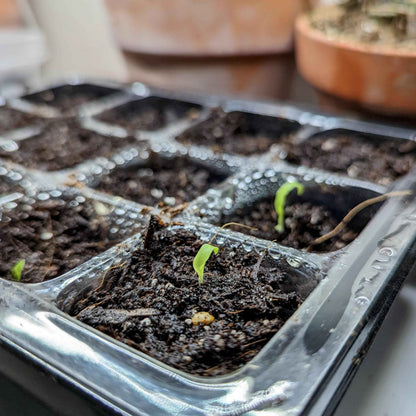 Fire Flash seedling sprouts emerging from dark soil in plastic tray