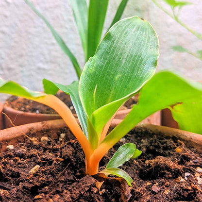 Fire Flash seedling close-up: green leaves with orange base from soil