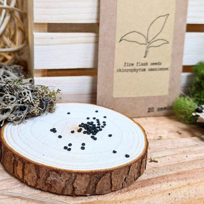 Fire Flash seeds packet with loose black seeds on a wood slice