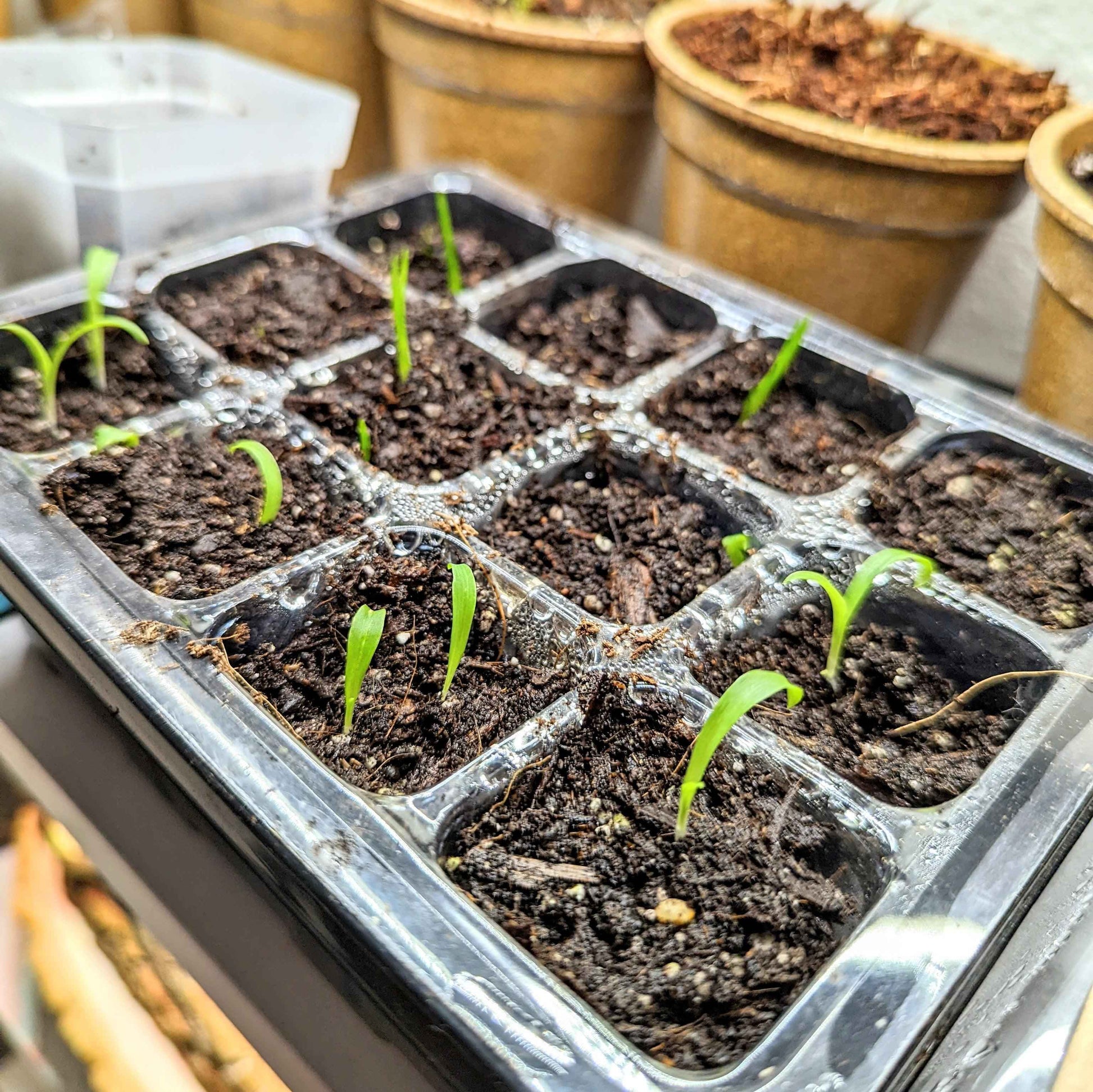 Many Fire Flash sprouts in soil-filled plastic seed tray