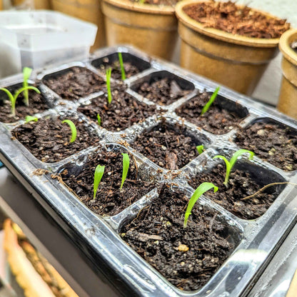 Many Fire Flash sprouts in soil-filled plastic seed tray