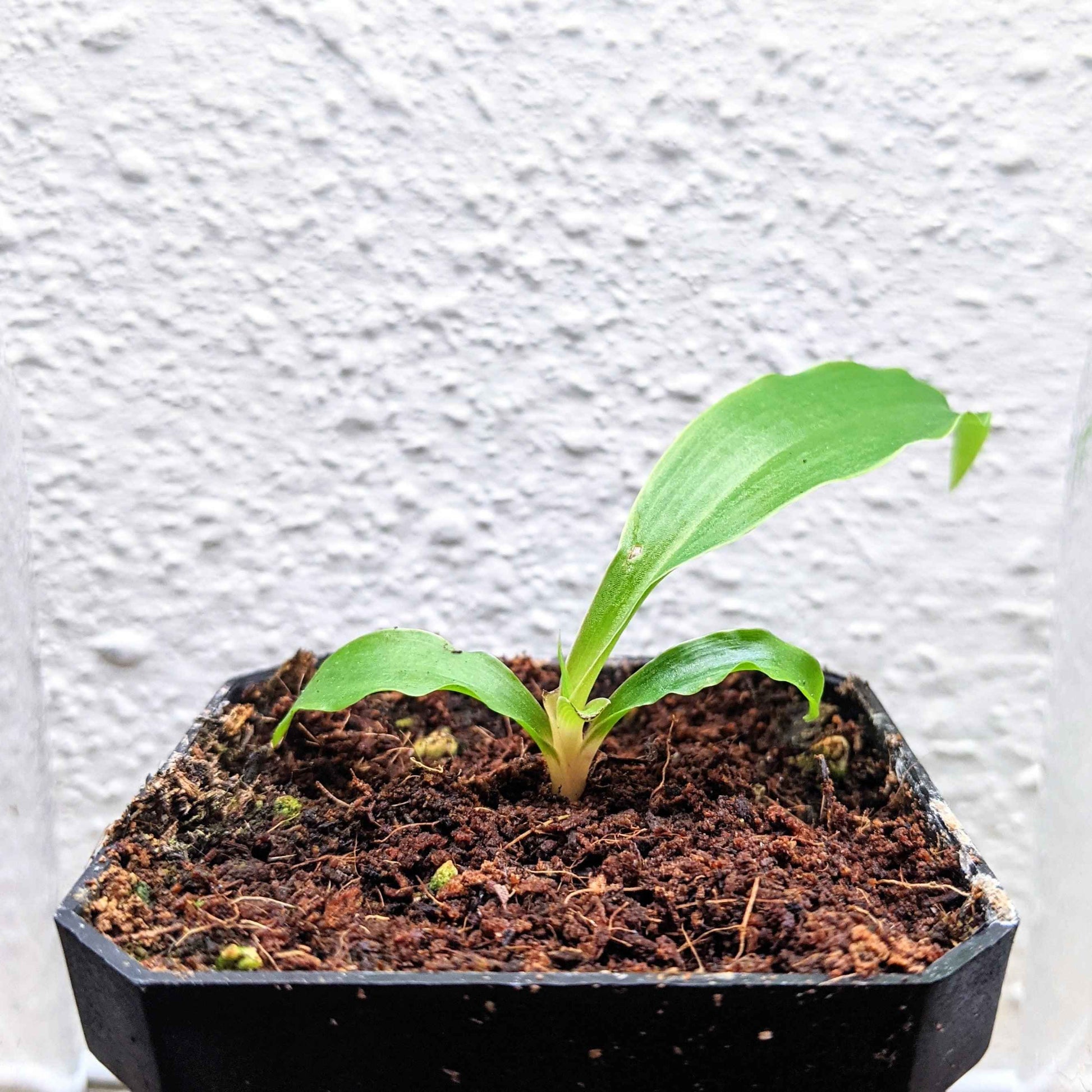 Fire Flash Chlorophytum seedling in black pot with fresh green leaves
