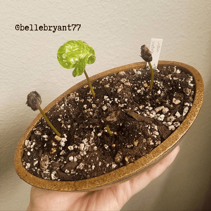 Coffea 'Coffee Plant' Seeds