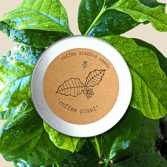 Coffee plant seeds tin with coffee-plant label, shown with green coffee leaves