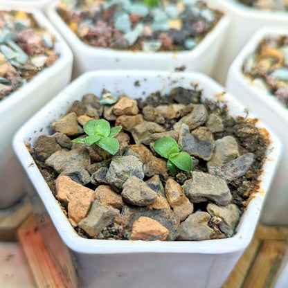 Crassula Mix Seeds Setzlinge zwischen Kiessteinen in weißem Anzuchtgefäß
