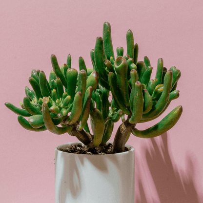 Crassula-Sukkulente im Topf, kompakte Büschel aus grünen fleischigen Trieben