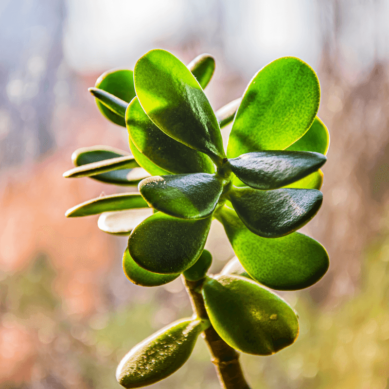 Crassula-Blätter im Nahaufnahme, dicke ovale Blattscheiben in kräftigem Grün
