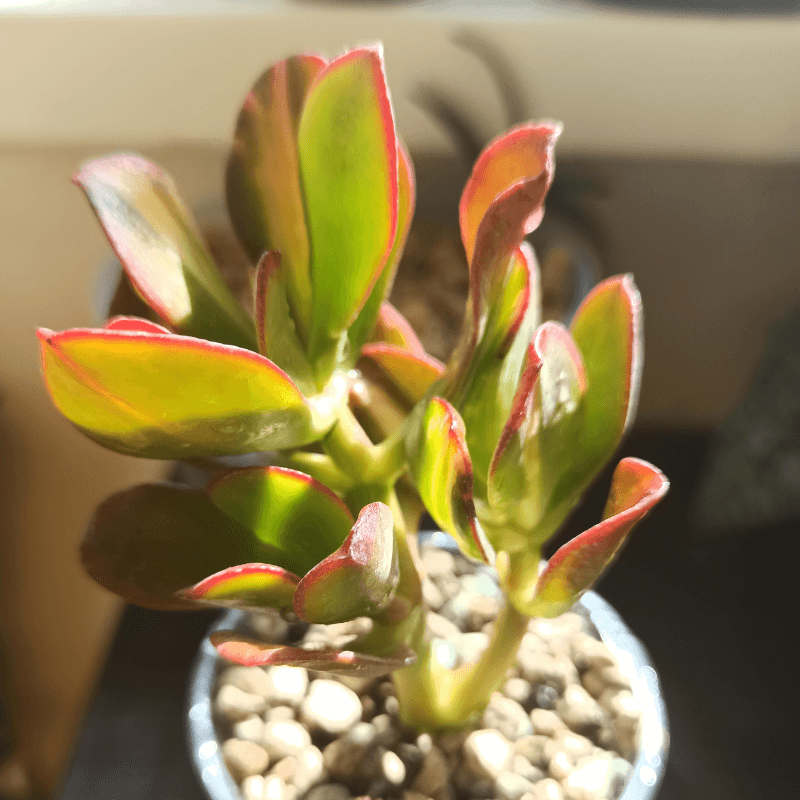 Crassula-Sukkulente mit grün-roten Blattspitzen in Schale mit hellem Kies