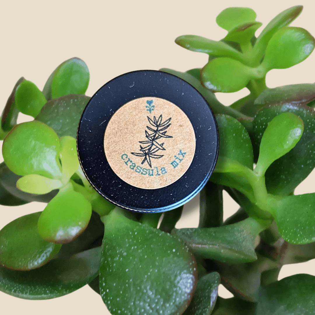 Crassula Mix Seeds Samendose mit Logo, umgeben von grünen Crassula-Blättern