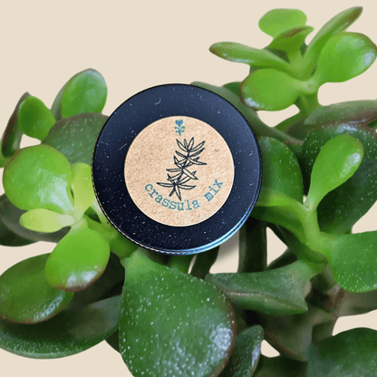 Crassula Mix Seeds Samendose mit Logo, umgeben von grünen Crassula-Blättern