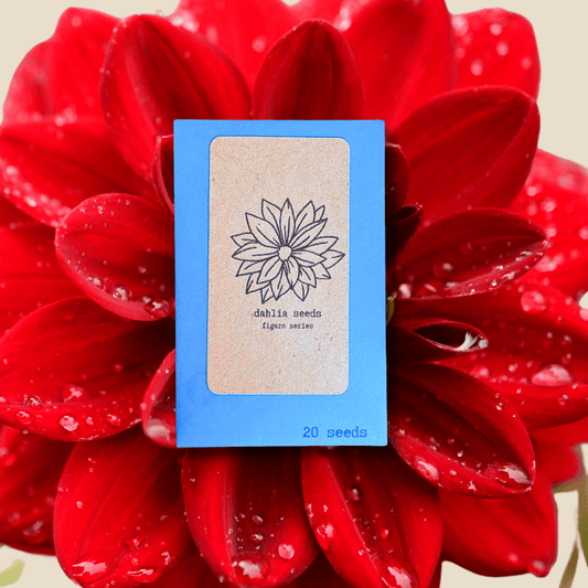 Dahlia seed packet with flower logo, 20 seeds