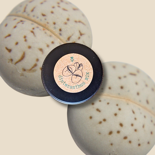 Dinteranthus Seed Mix