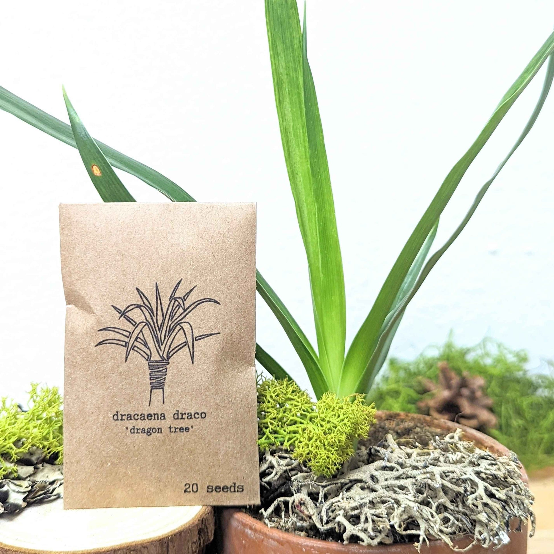 Dracaena draco seed packet with 20 seeds, shown next to sprouts