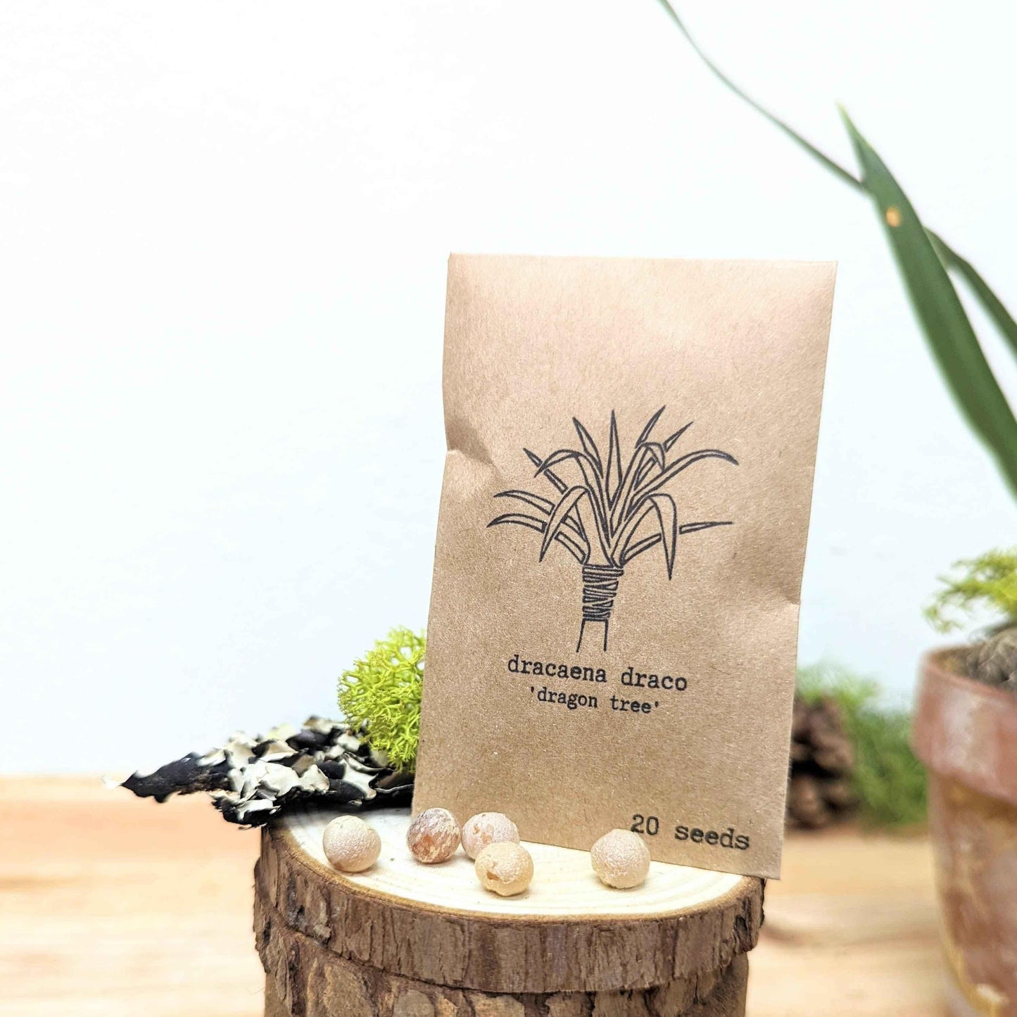 Dracaena draco seed packet and 20 beige seeds on a wooden slice
