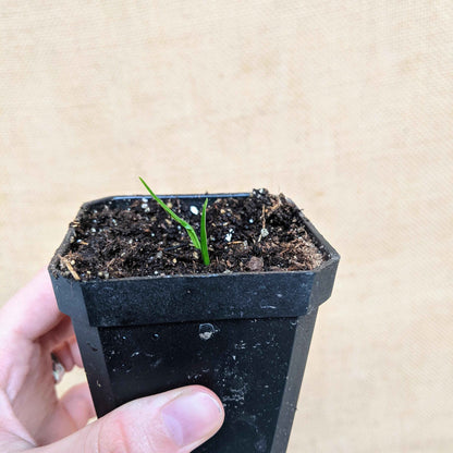 Dracaena draco seedling in a black pot with dark soil and a green sprout