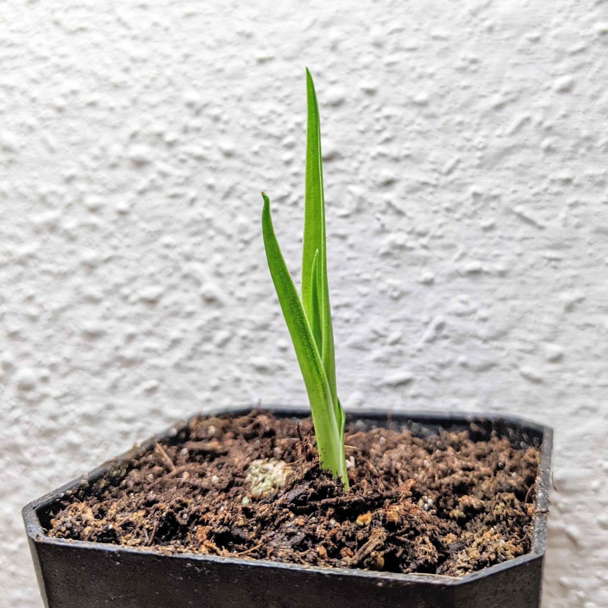 Young Dracaena draco seedling with two upright green shoots in a black pot