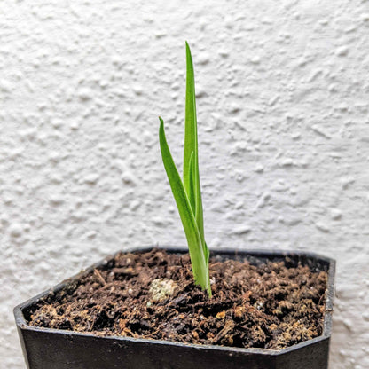 Young Dracaena draco seedling with two upright green shoots in a black pot
