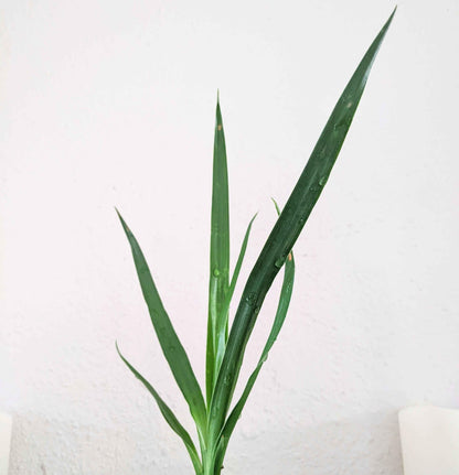 Small Dracaena draco plant with multiple narrow green leaves