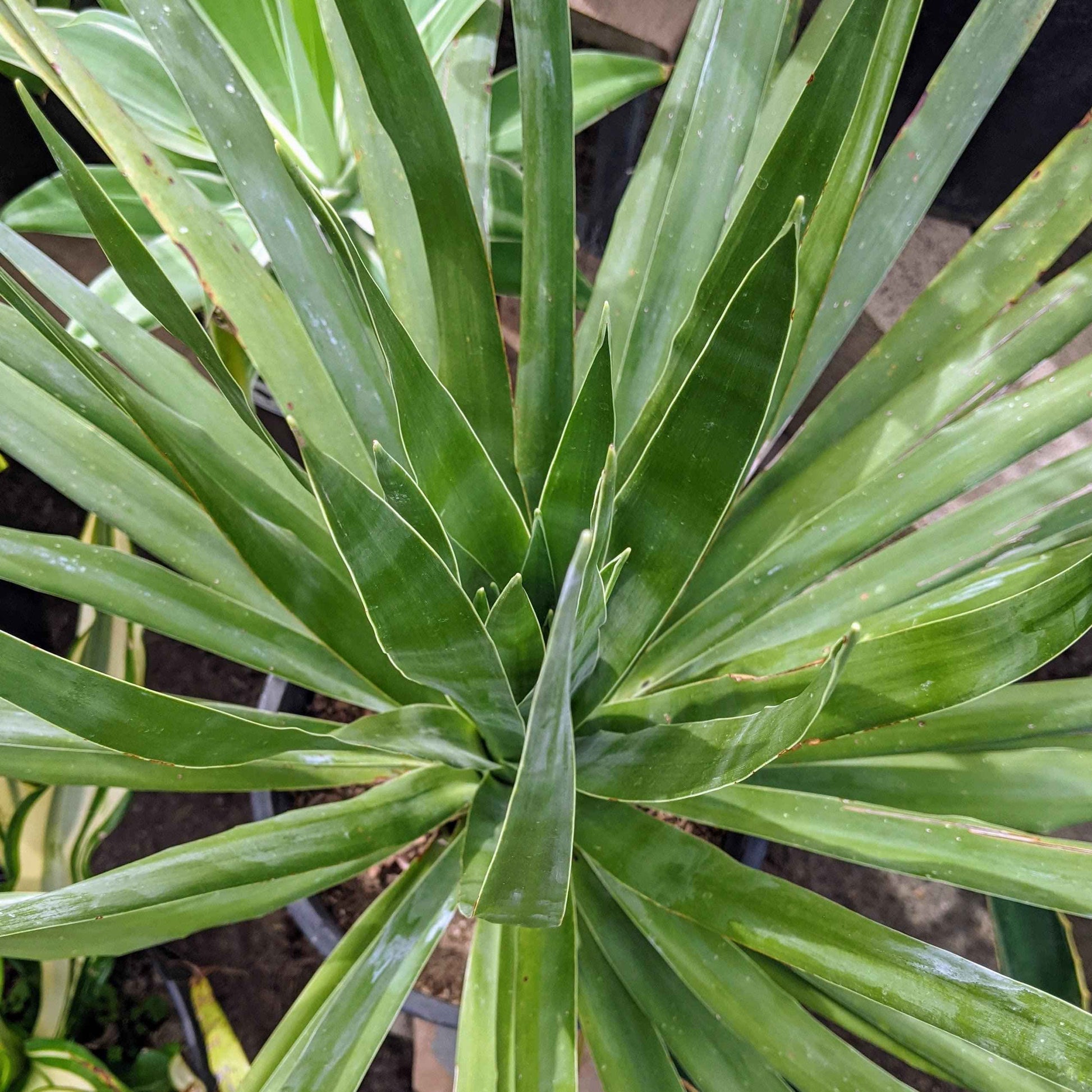 Dracaena draco with long, narrow green leaves in a clustered rosette