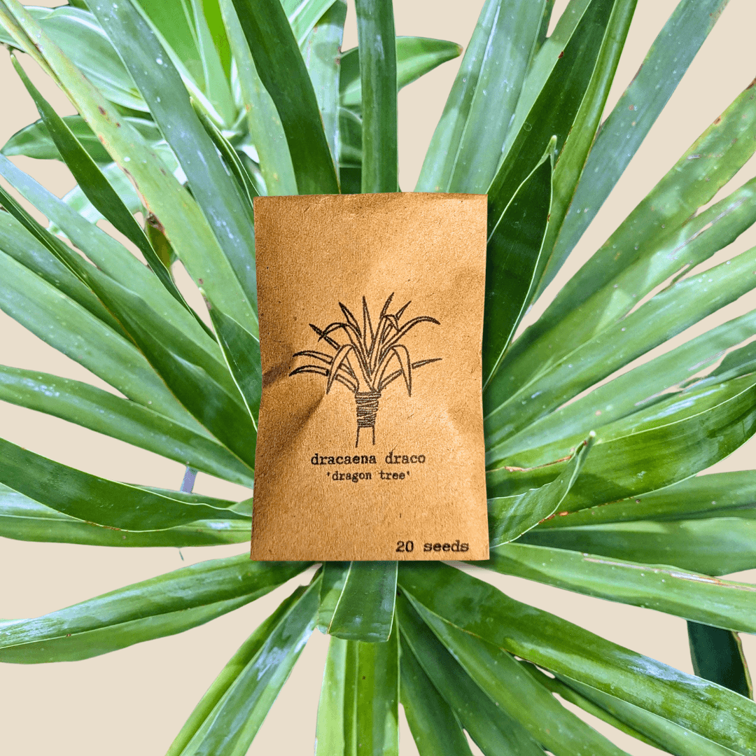Dracaena draco 'Dragon tree' seed packet, 20 seeds