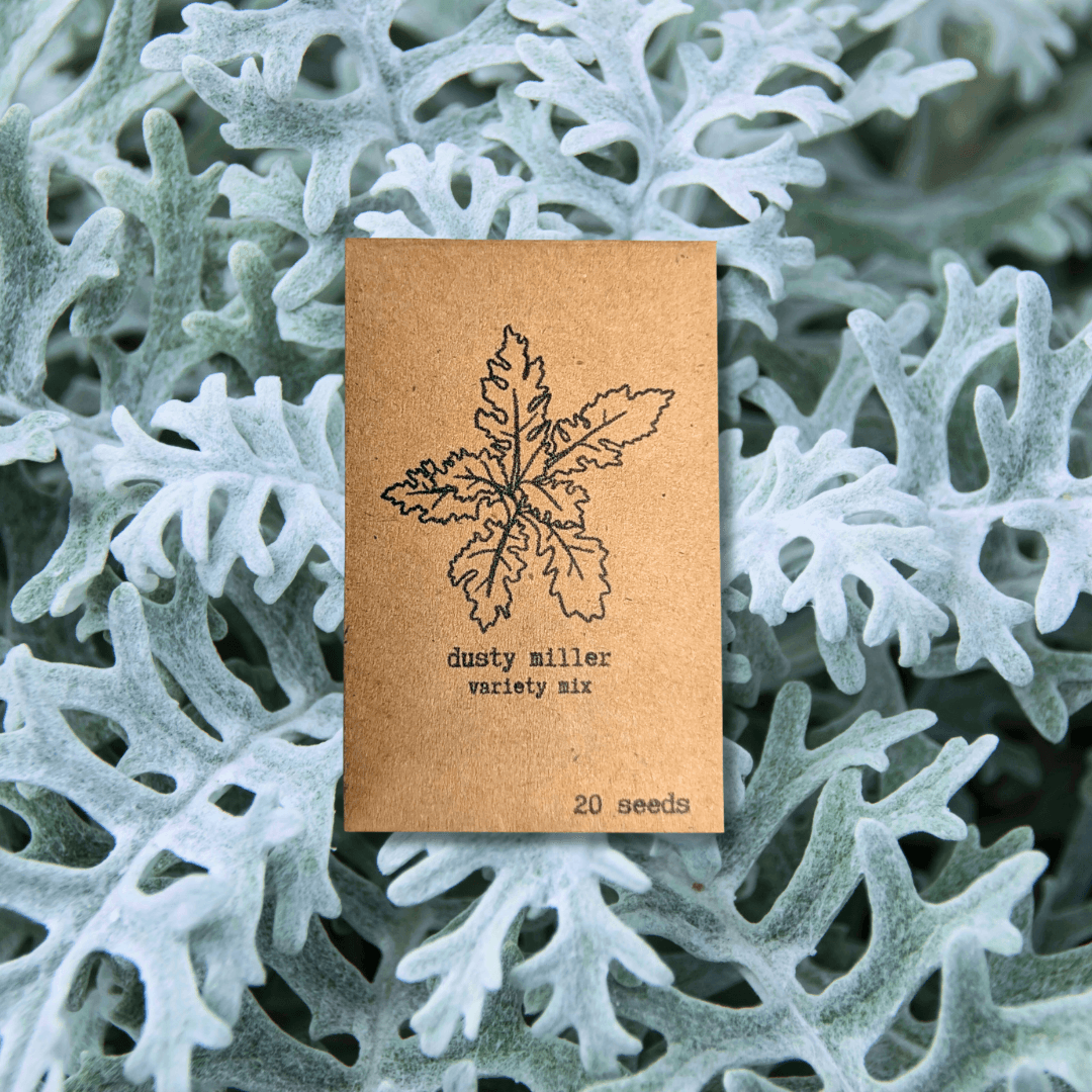 Seed packet for dusty miller variety mix with 20 seeds on kraft paper