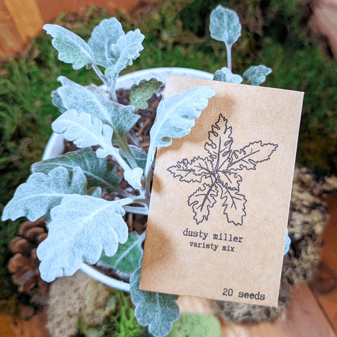 Dusty miller variety mix seed packet held near silvery feathery foliage