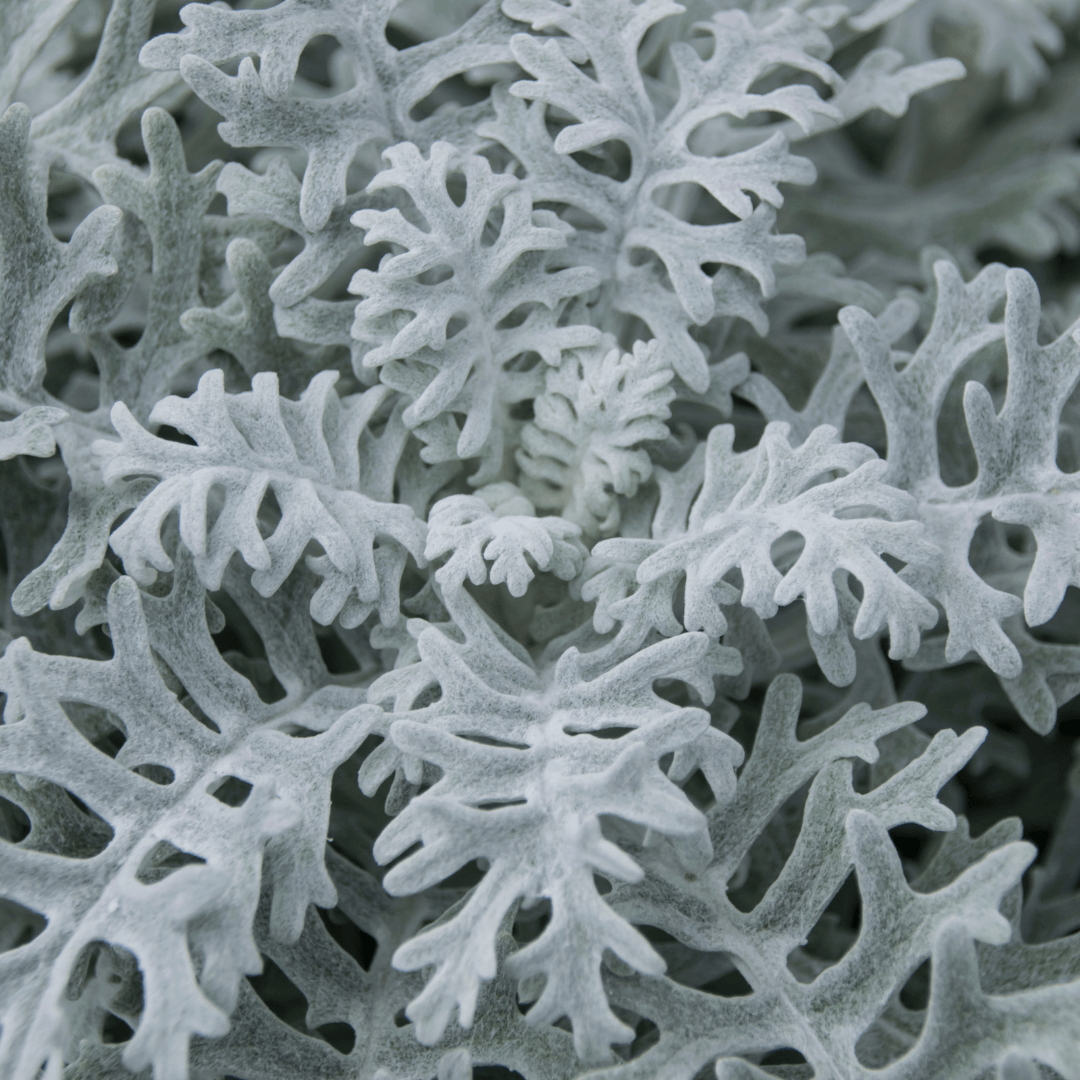 Dusty miller foliage seed mix: silvery gray, feathery leaves close together